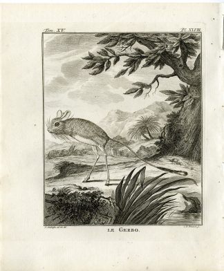 Antique Print-JERBOA-GERBO-RODENT-PL. 48-Fritsch-Buffon-1784