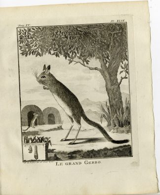 Antique Print-GREAT JERBOA-ALLACTAGA MAJOR-PL. 49-de Bakker-Buffon-1784