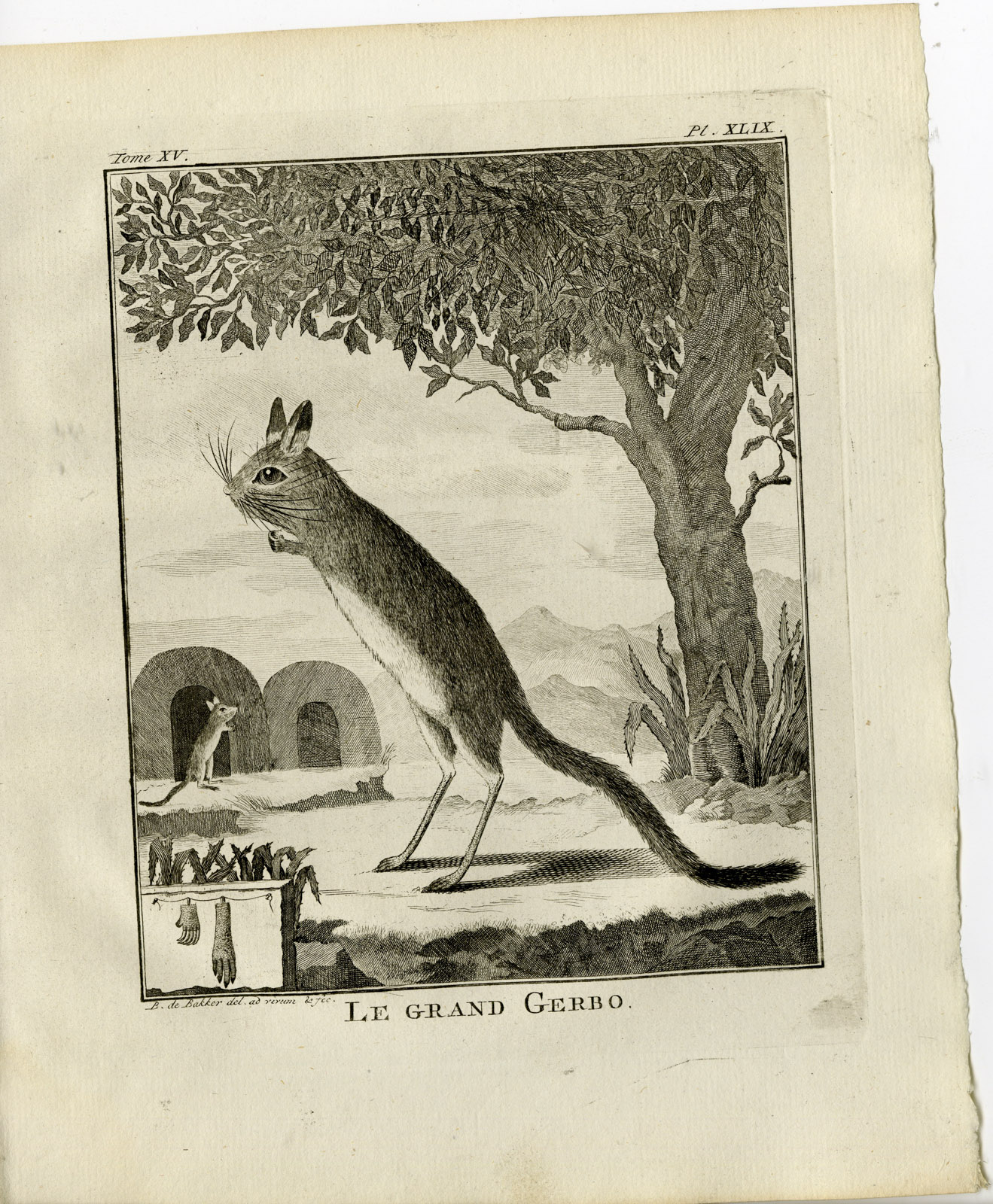 , Antique Print-GREAT JERBOA-ALLACTAGA MAJOR-PL. 49-de Bakker-Buffon-1784, Pictura Antique Prints