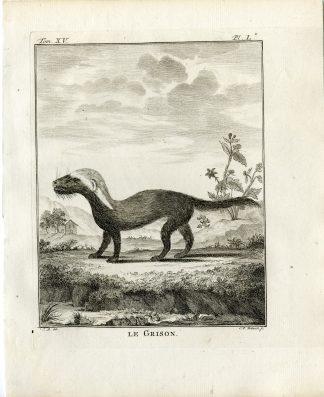 Antique Print-GREATER GRISON-GALICTIS VITTATA-PL. 50-Fritsch-Buffon-1784