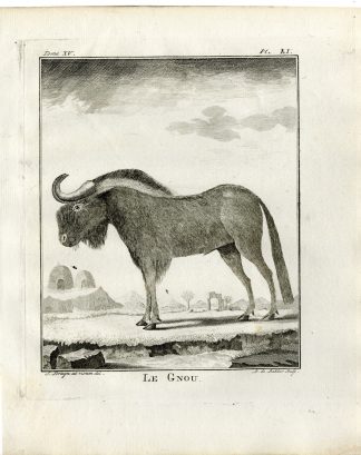 Antique Print-GNU-GNOU-WILDEBEEST-PL. 51-de Bakker-Buffon-1784