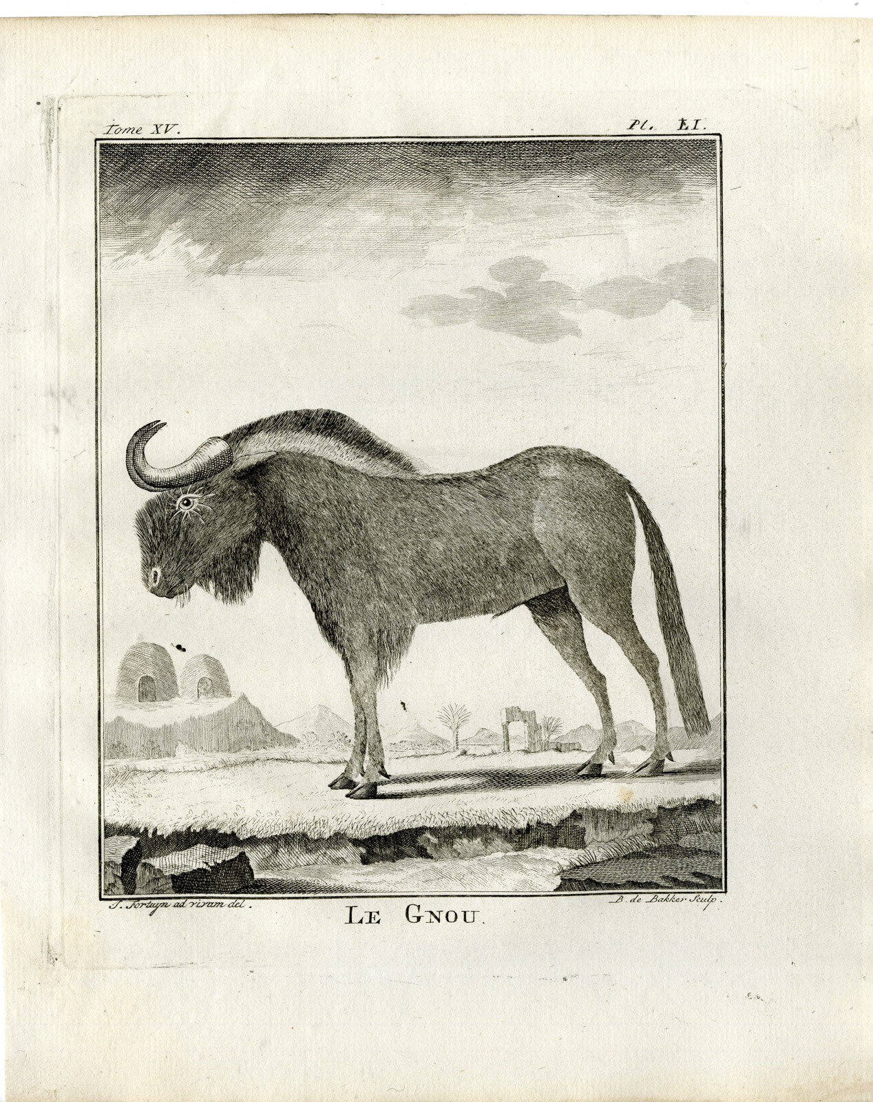 , Antique Print-GNU-GNOU-WILDEBEEST-PL. 51-de Bakker-Buffon-1784, Pictura Antique Prints