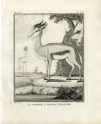 Antique Print-GAZELLE A BOURSE SUR LE DOS-ANTELOPE-PL. 52-Fringham-Buffon-1784