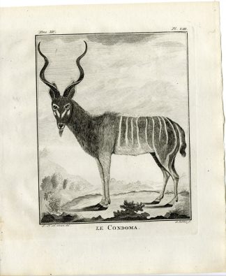 Antique Print-GREATER KUDU-ANTELOPE-CONDOMA-PL. 53-de Bakker-Buffon-1784