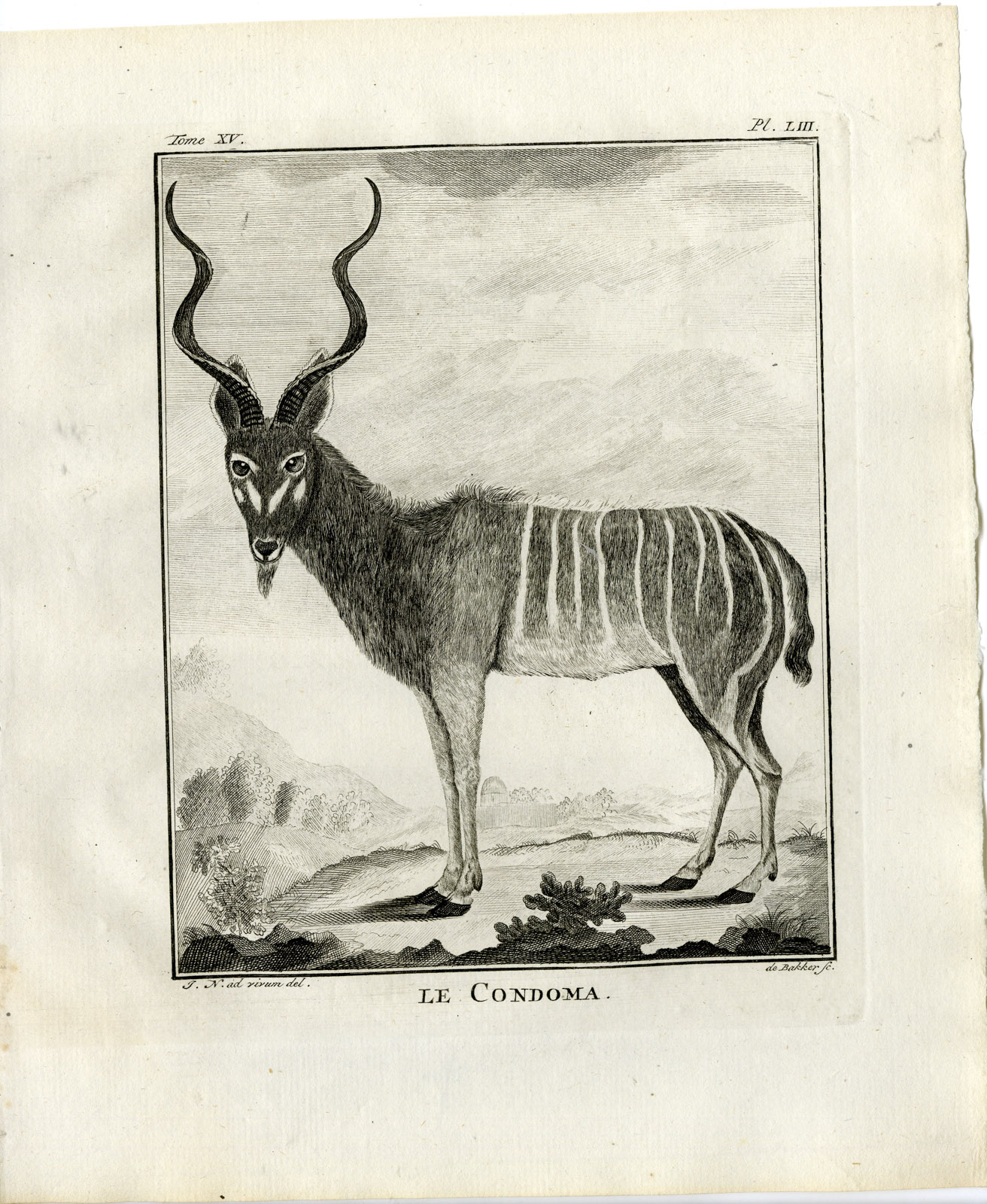 , Antique Print-GREATER KUDU-ANTELOPE-CONDOMA-PL. 53-de Bakker-Buffon-1784, Pictura Antique Prints