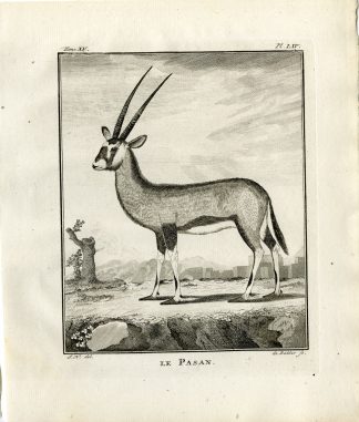 Antique Print-ORYX-ANTELOPE-PASAN-PL. 54-de Bakker-Buffon-1784