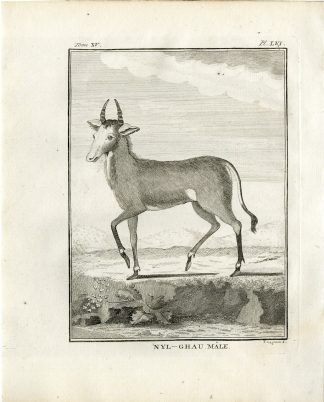 Antique Print-NILGAI-BOSELAPHUS TRAGOCAMELUS-PL. 56-Fringham-Buffon-1784