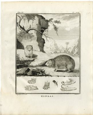 Antique Print-HYRAX-KLIPDAS-DASSIE-PL. 57-Fringham-Buffon-1784