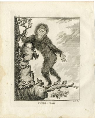 Antique Print-ORANGUTAN-APE-ORANG OUTANG-Hulk-Buffon-1801