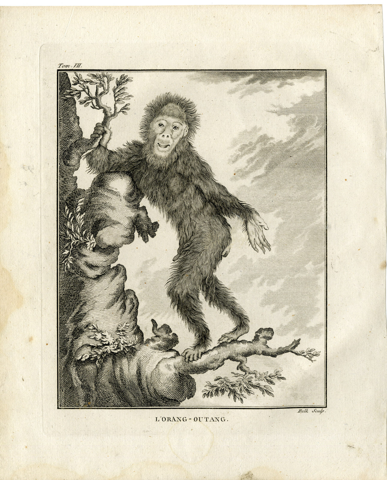 , Antique Print-ORANGUTAN-APE-ORANG OUTANG-Hulk-Buffon-1801, Pictura Antique Prints