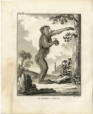 4 Antique Prints-PITHEQUE-APE-MONKEY-FEMALE-Hulk-Buffon-1801