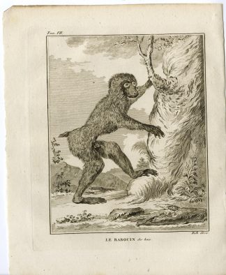Antique Print-BABOON-MONKEY-BABOUIN-Hulk-Buffon-1801
