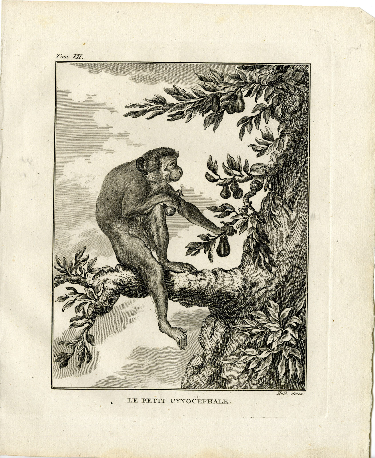 , Antique Print-SMALL BABOON-MONKEY-CYNOCEPHALUS-Hulk-Buffon-1801, Pictura Antique Prints