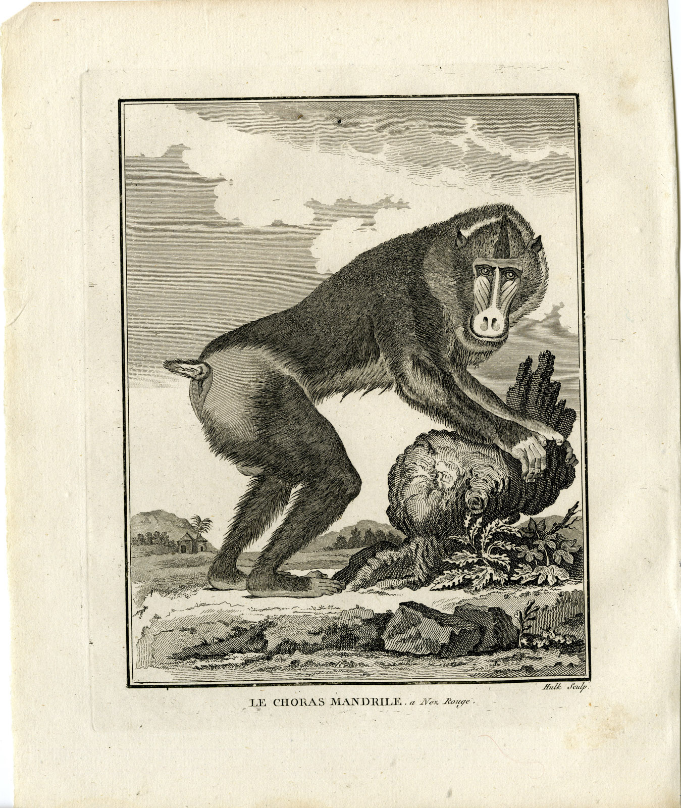 , Antique Print-MANDRILL-MANDRILLUS SPHINX-MONKEY-MANDRILE-Hulk-Buffon-1801, Pictura Antique Prints
