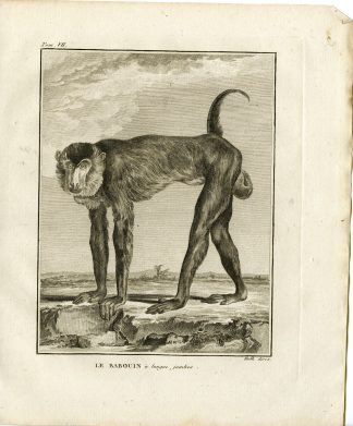 Antique Print-BABOON-LONG LEGS-BABOUIN A LONGUE JAMBES-Hulk-Buffon-1801