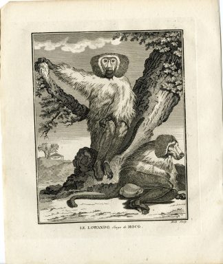 Antique Print-LOWANDO-SINGE DE MOCO-MONKEY-MACAQUE-Hulk-Buffon-1801