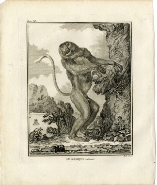 2 Antique Prints-PROBOSCIS MONKEY-NASALIS LARVATUS-LONG NOSED-Hulk-Buffon-1801