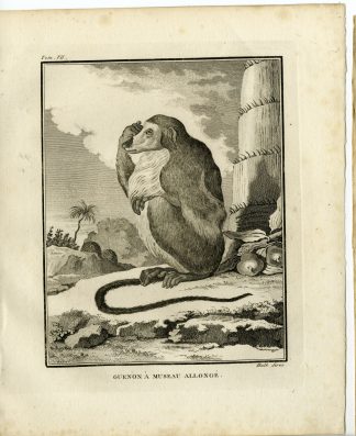 Antique Print-GUENON A MUSEAU ALLONGE-MONKEY-Hulk-Buffon-1801