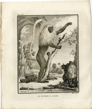 Antique Print-GUENON A CAMAIL-MONKEY-Hulk-Buffon-1801