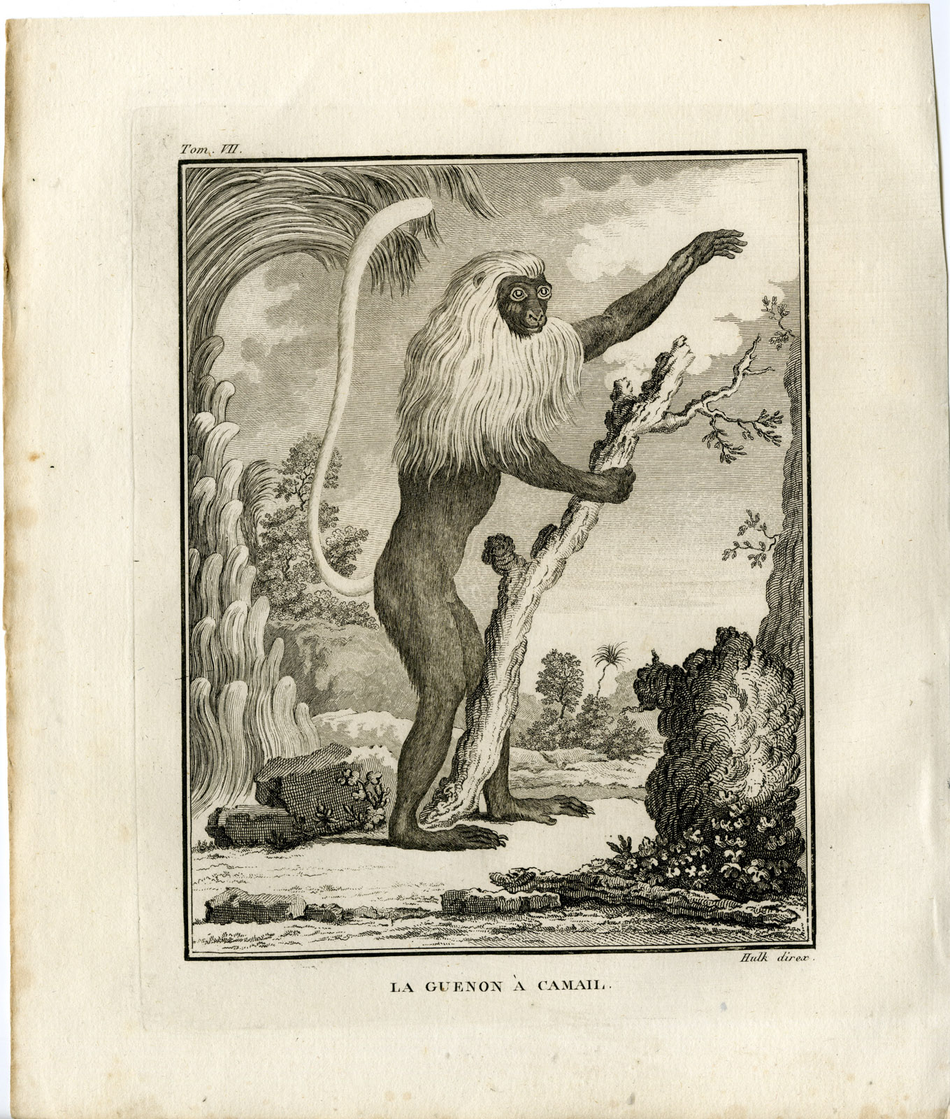 , Antique Print-GUENON A CAMAIL-MONKEY-Hulk-Buffon-1801, Pictura Antique Prints