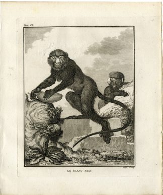 Antique Print-LESSER SPOT NOSED MONKEY-GUENON-BLANC NEZ-Hulk-Buffon-1801