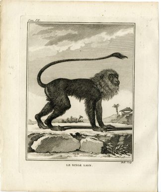 Antique Print-TAMARIN-MONKEY-PRIMATE-SINGE LION-Hulk-Buffon-1801