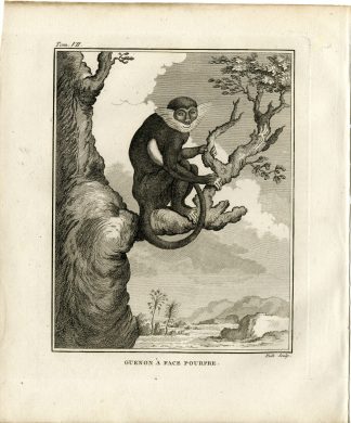 Antique Print-PURPEL FACED LANGUR-MONKEY-PRIMATE-GUENON-Hulk-Buffon-1801