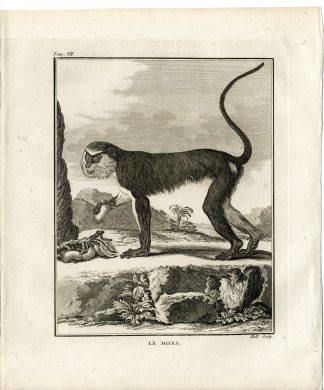 Antique Print-MONA MONKEY-CERCOPITHECUS-PRIMATE-Hulk-Buffon-1801