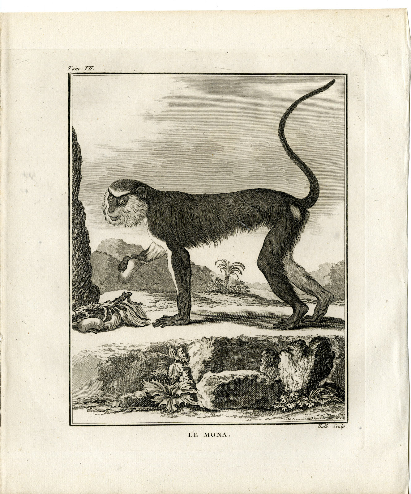 , Antique Print-MONA MONKEY-CERCOPITHECUS-PRIMATE-Hulk-Buffon-1801, Pictura Antique Prints