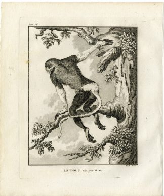 Antique Print-RED SHANKED DOUC-MONKEY-PRIMATE-Hulk-Buffon-1801