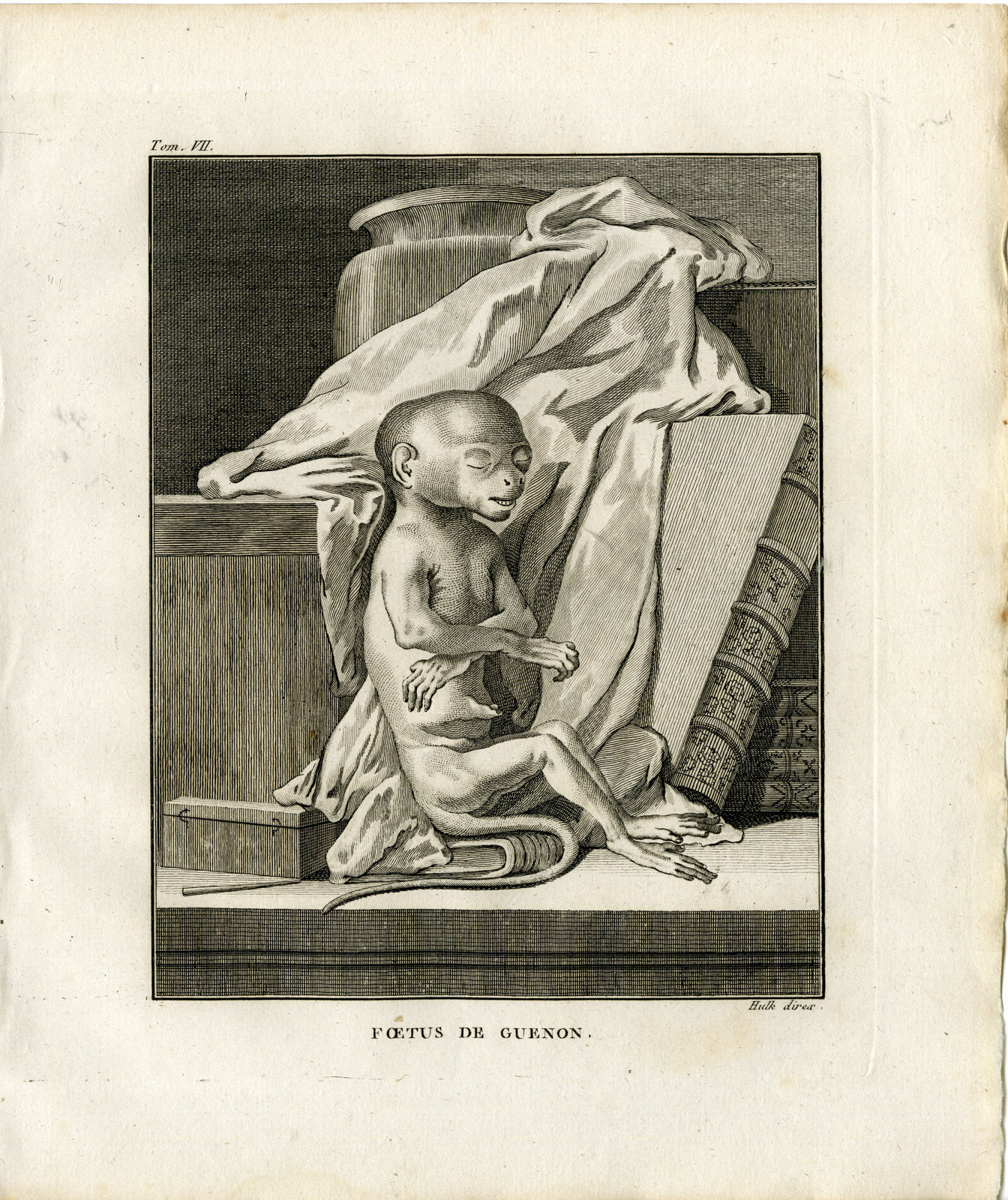, Antique Print-GUENON MONKEY-FOETUS-PRIMATE-Hulk-Buffon-1801, Pictura Antique Prints