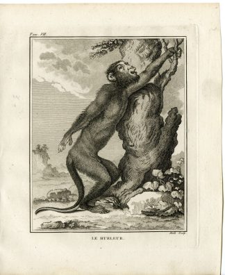 Antique Print-HOWLER MONKEY-PRIMATE-ALOUATTA-Hulk-Buffon-1801