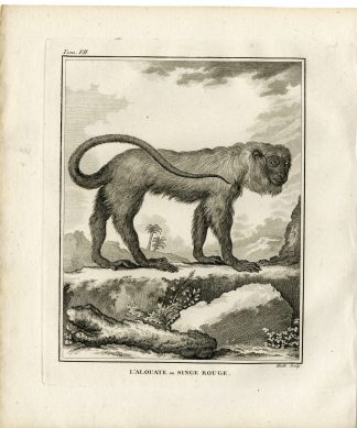2 Antique Prints-COLOMBIAN RED HOWLER-MONKEY-VENEZUELAN-Hulk-Buffon-1801