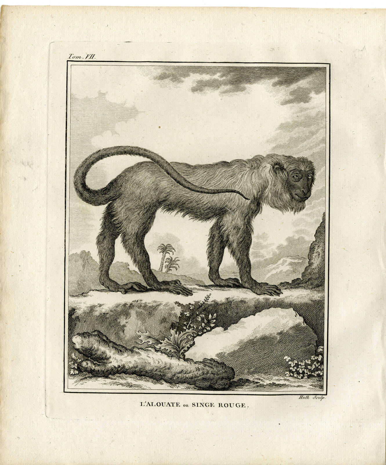, 2 Antique Prints-COLOMBIAN RED HOWLER-MONKEY-VENEZUELAN-Hulk-Buffon-1801, Pictura Antique Prints