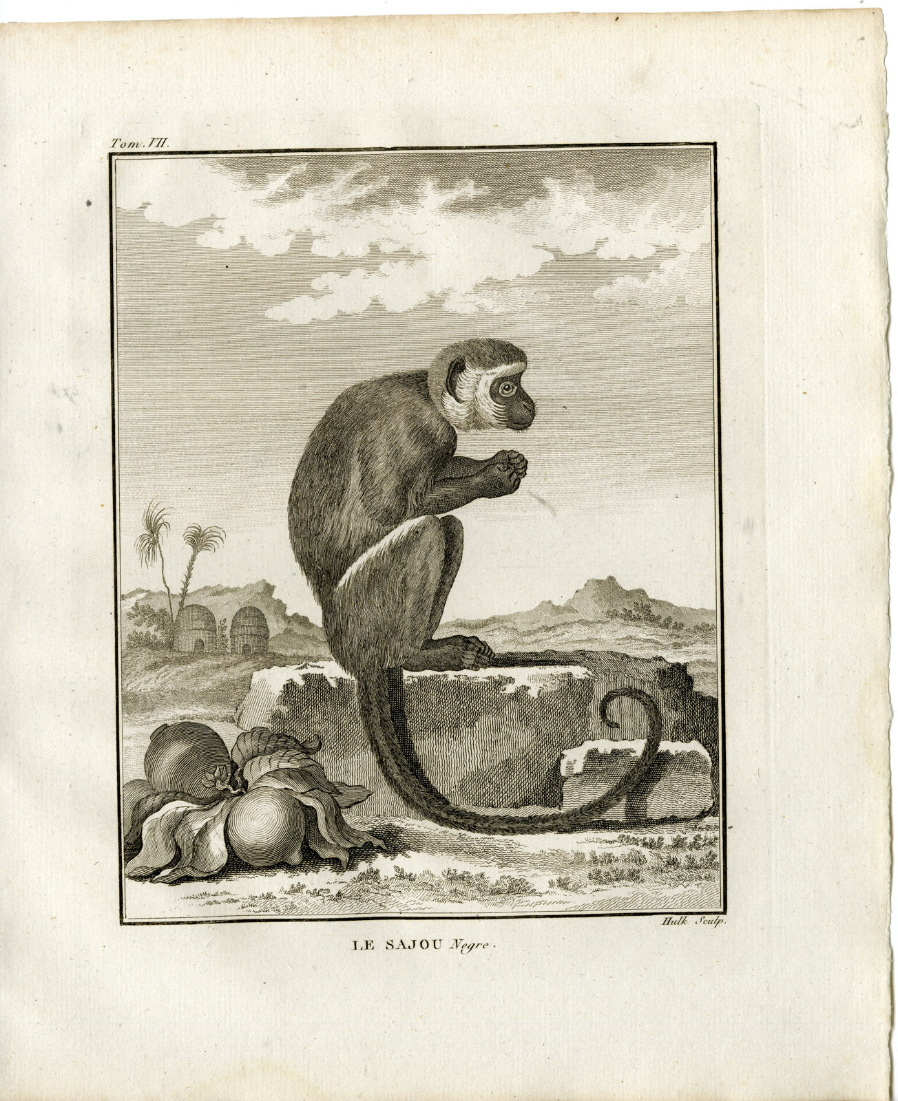 , Antique Print-BLACK CAPUCHIN-SAPAJUS NIGRITUS-MONKEY-Hulk-Buffon-1801, Pictura Antique Prints