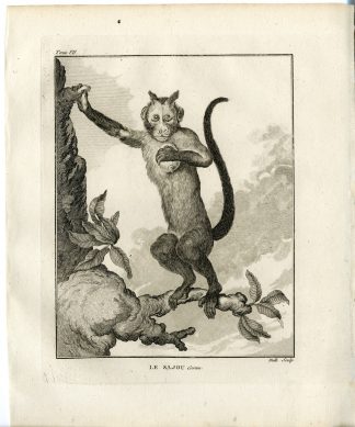 Antique Print-TUFTED CAPUCHIN-SAPAJUS APELLA-MONKEY-BROWN-Hulk-Buffon-1801