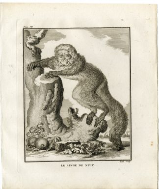 Antique Print-NIGHT MONKEY-OWL-DOUROUCOULI-PRIMATE-Hulk-Buffon-1801