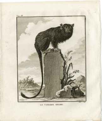Antique Print-BLACK TAMARIN-SAGUINUS NIGER-MONKEY-Hulk-Buffon-1801