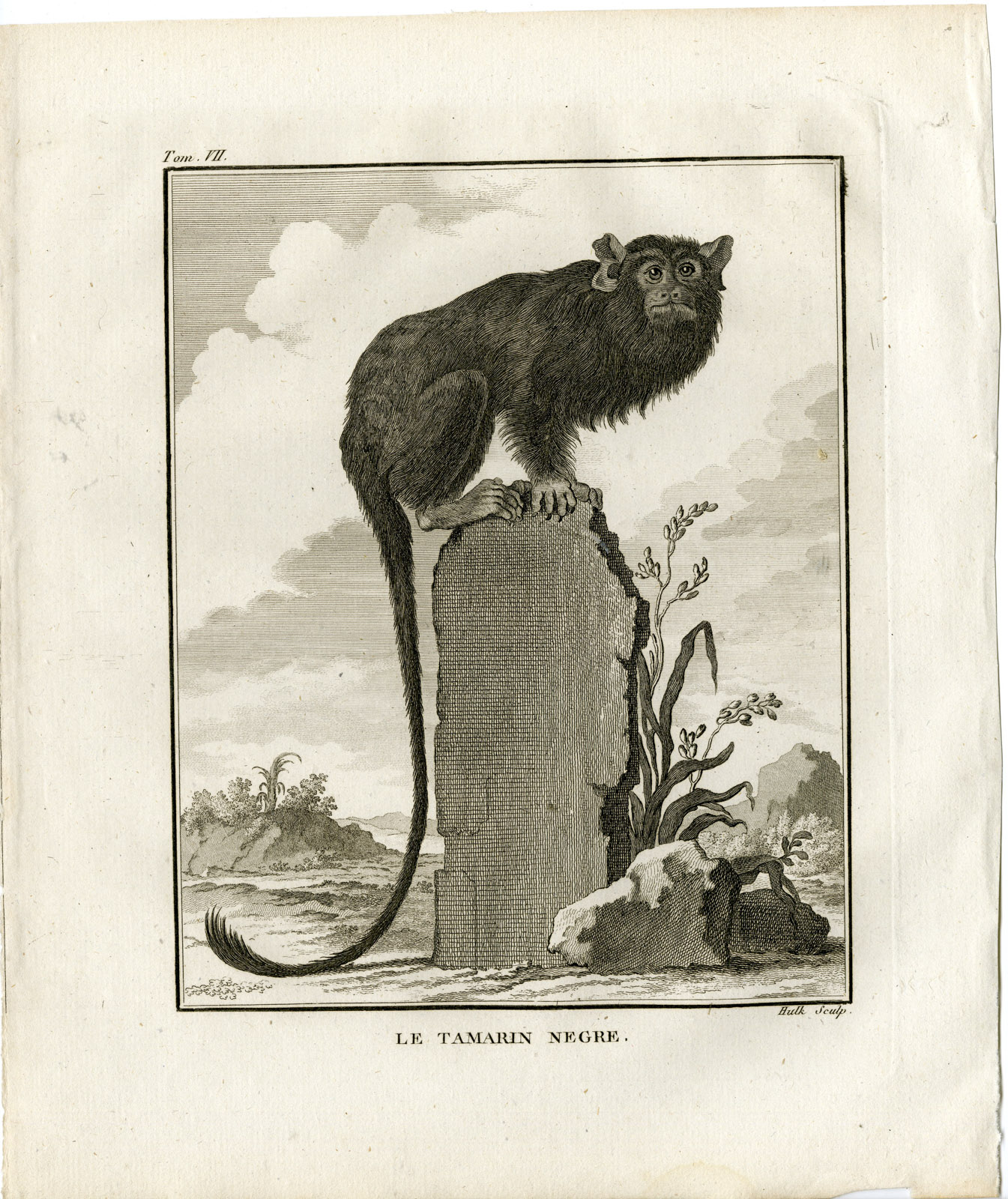 , Antique Print-BLACK TAMARIN-SAGUINUS NIGER-MONKEY-Hulk-Buffon-1801, Pictura Antique Prints