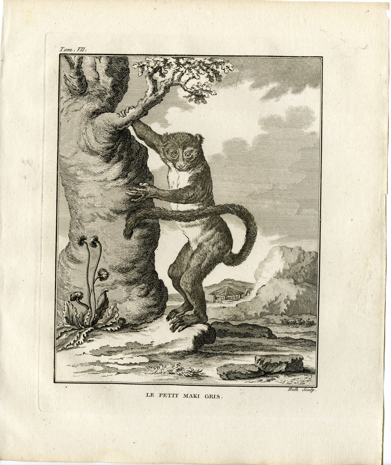 , Antique Print-EASTERN LESSER BAMBOO LEMUR-GRAY-MAKI-Hulk-Buffon-1801, Pictura Antique Prints