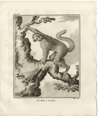 Antique Print-MAKI A BOURS-LEMUR-Hulk-Buffon-1801