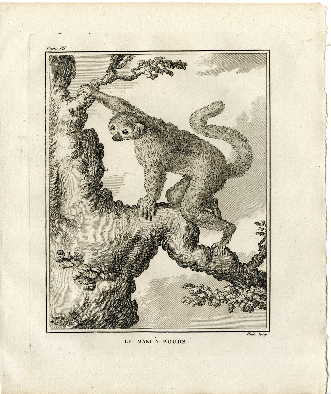 , Antique Print-MAKI A BOURS-LEMUR-Hulk-Buffon-1801, Pictura Antique Prints