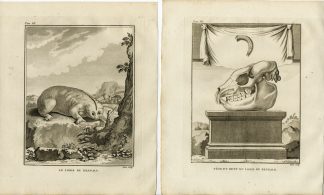 2 Antique Prints-BENGAL SLOW LORIS-NYCTICEBUS BENGALENSIS-Hulk-Buffon-1801