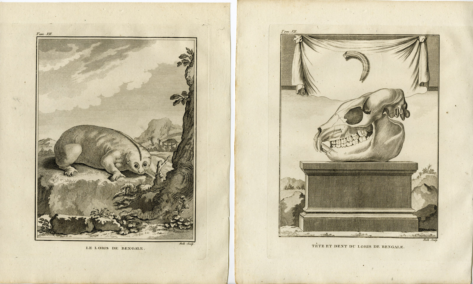 , 2 Antique Prints-BENGAL SLOW LORIS-NYCTICEBUS BENGALENSIS-Hulk-Buffon-1801, Pictura Antique Prints