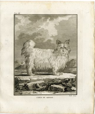 Antique Print-DOG BREED-CHIEN DE SIBERIE-Hulk-Buffon-1801