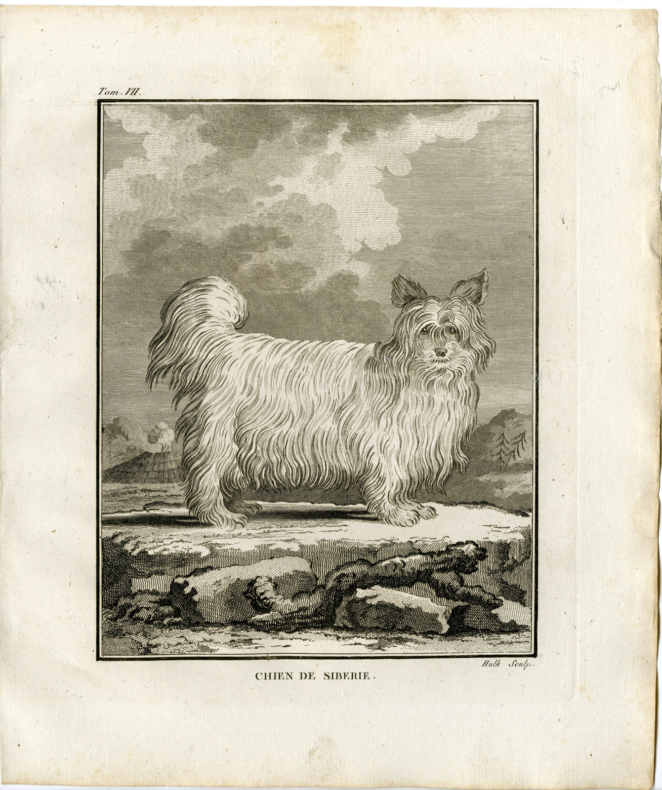 , Antique Print-DOG BREED-CHIEN DE SIBERIE-Hulk-Buffon-1801, Pictura Antique Prints
