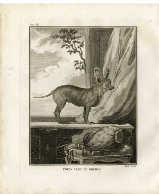 Antique Print-DOG BREED-CHIEN TURC ET GREDIN-Hulk-Buffon-1801