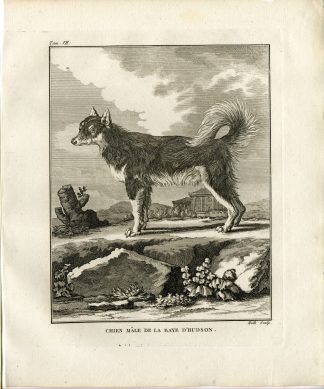 Antique Print-DOG BREED-HUDSON BAY-Hulk-Buffon-1801