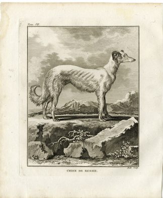 2 Antique Prints-DOG BREED-BORZOI-RUSSIAN HUNTING SIGHTHOUND-Hulk-Buffon-1801
