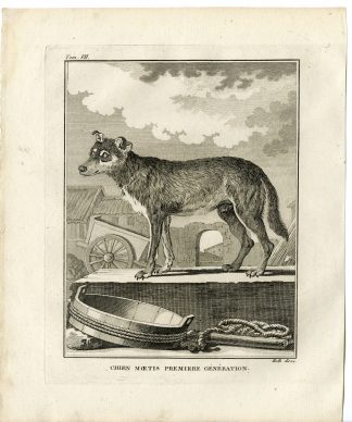 2 Antique Prints-DOG BREED-CHIEN MOETIS-FIRST GENERATION-Hulk-Buffon-1801